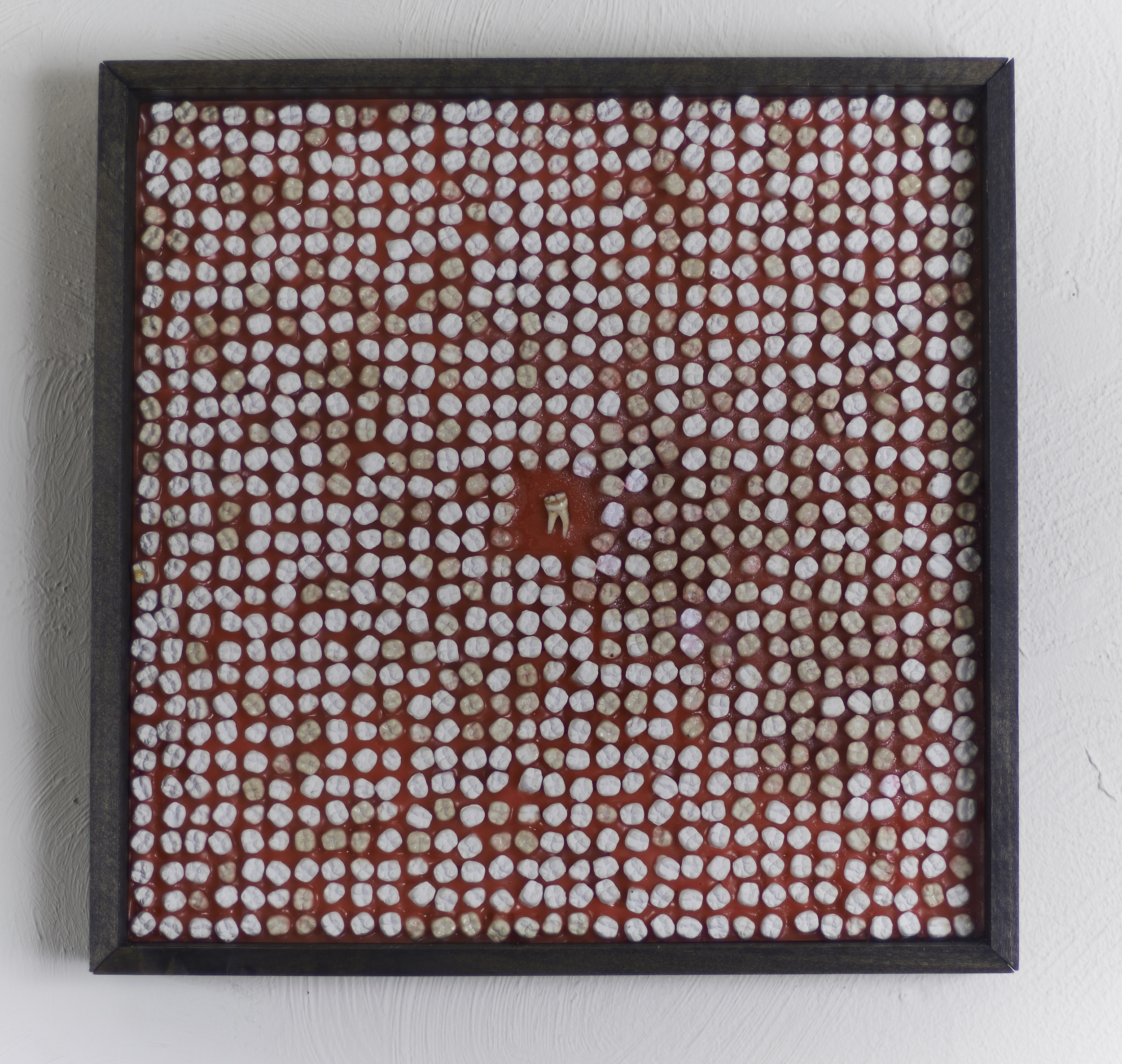 Smear the Queer 2016 Plaster, wax, wood, glass, artist's tooth This piece started out as an exploration of my childhood experience with bullying, but evolved into a response to the number of reported hate crimes in the US involving the LGBTQ community. Of the reported hate crimes committed towards the LGBTQ community alone, 57 percent of them were towards gay men. 961 teeth are used to represent the approximate number of deaths that occurred in 2014 as reported by the Bureau of Justice Statistics (BJS) . The teeth are cast from my original tooth and are arranged around it in the center of the composition. Dyed wax is used here to symbolize gums and to represent the shared identity of the victims, connecting each tooth and creating a singularity and a metaphor to parallel the shared struggle within the community.