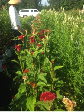 celosia1_zps299f2bc7.JPG