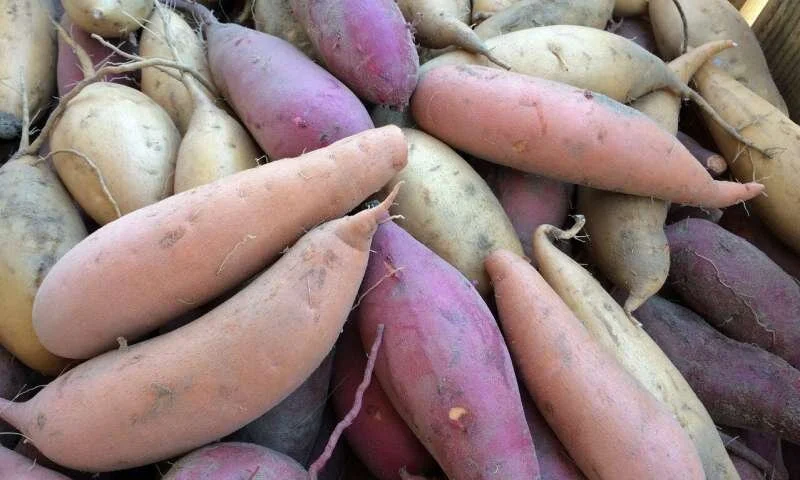 Sweet Potato (quart)