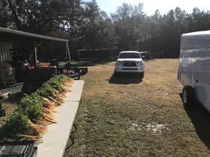 Carrots no Tops (Quart)