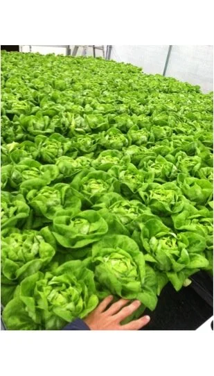 Bibb Lettuce (Head)