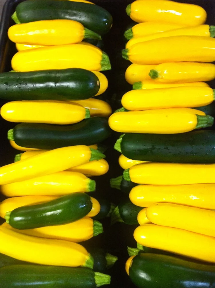 Yellow squash (4 count)