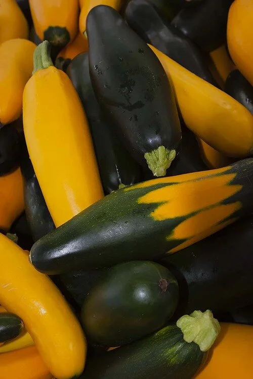 Green Zucchini (4  count)