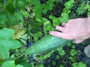 Long cucumber (one count)