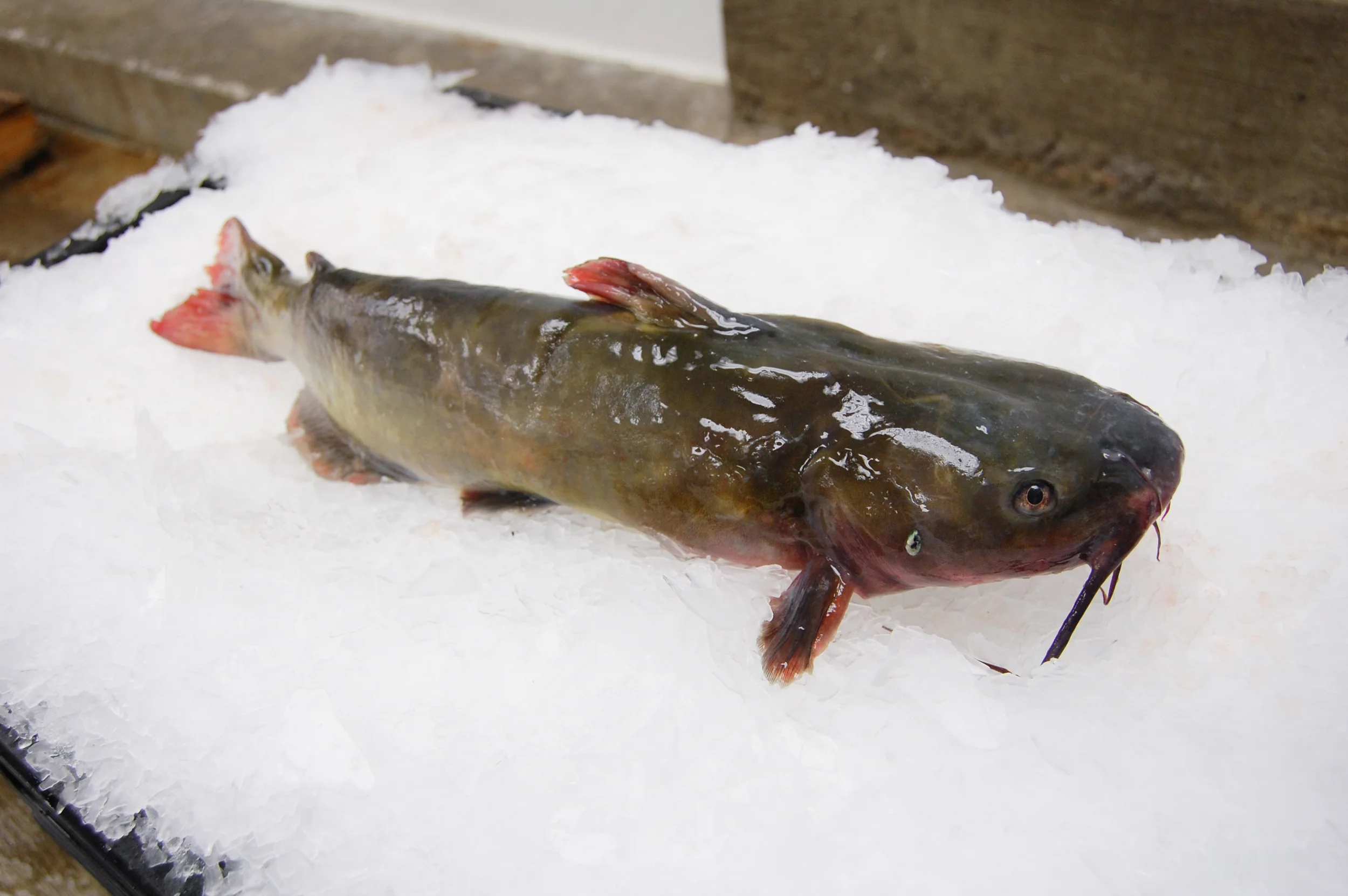 Catfish