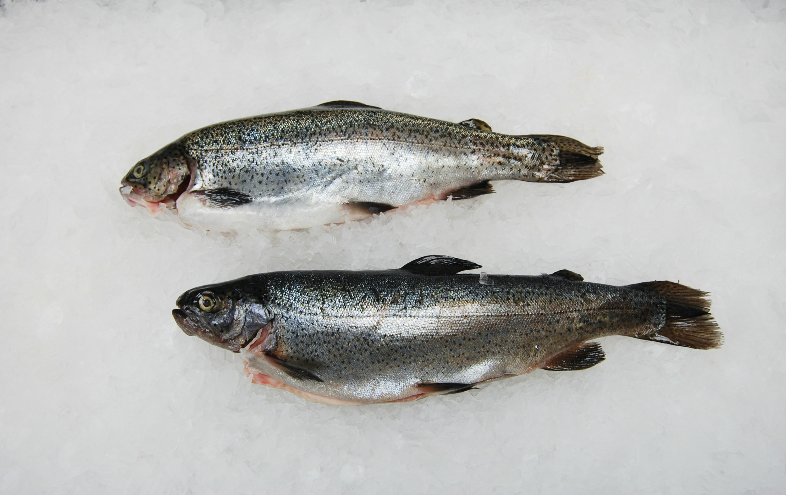Trout, Rainbow