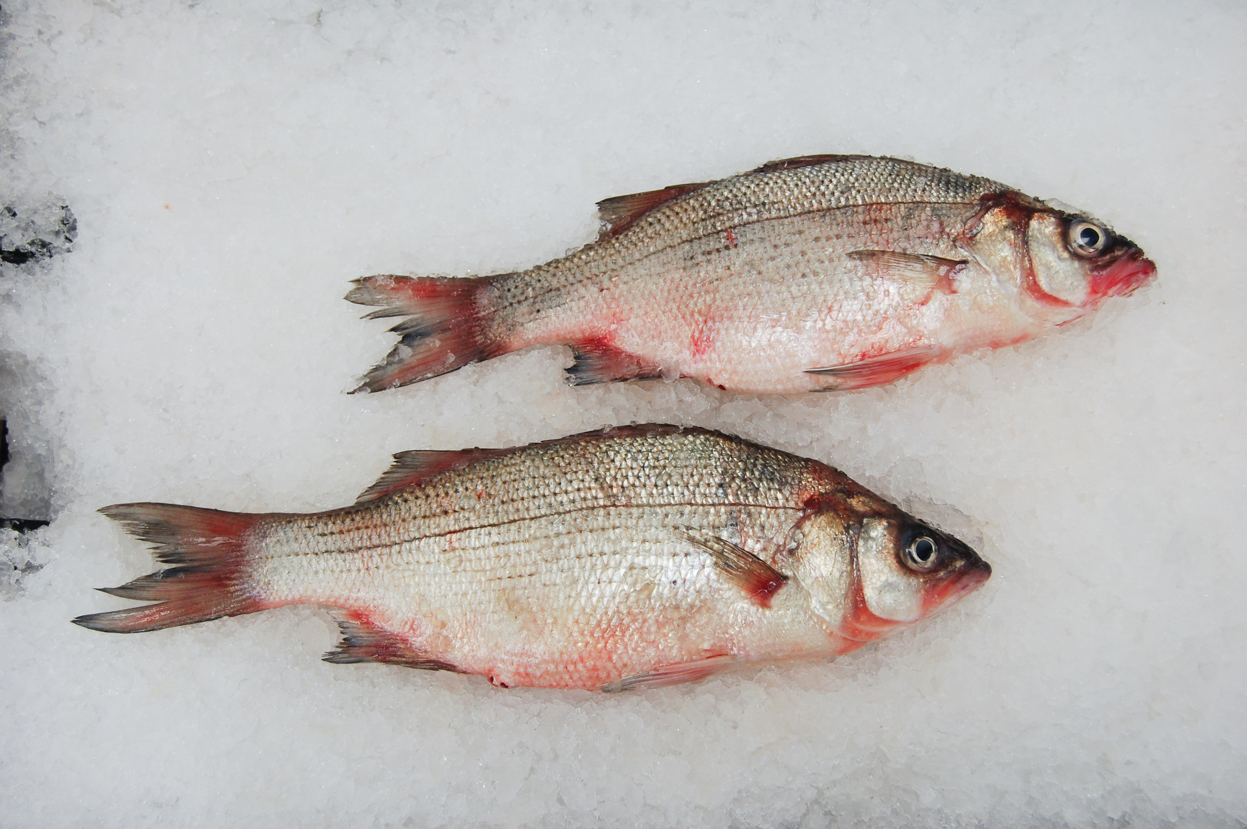 Bass, White