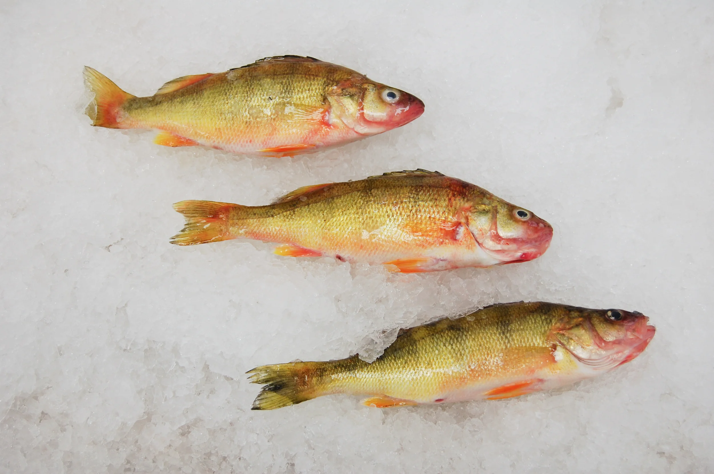 Perch, Yellow