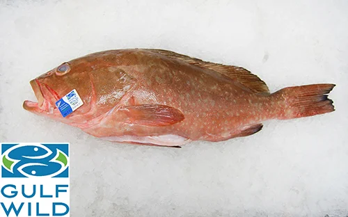 Grouper, Red