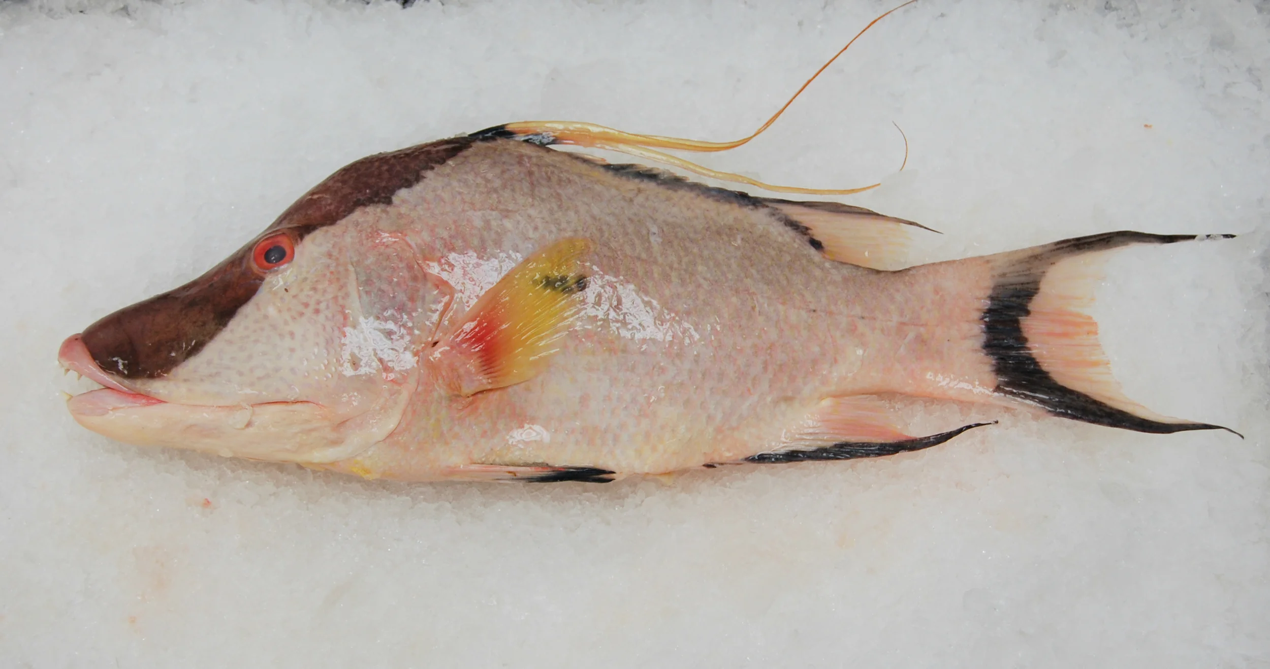Snapper, Hog