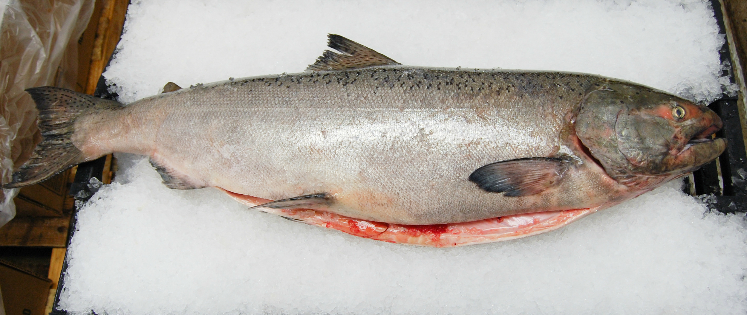 King Salmon Season: May - September Frozen: Availability varies
