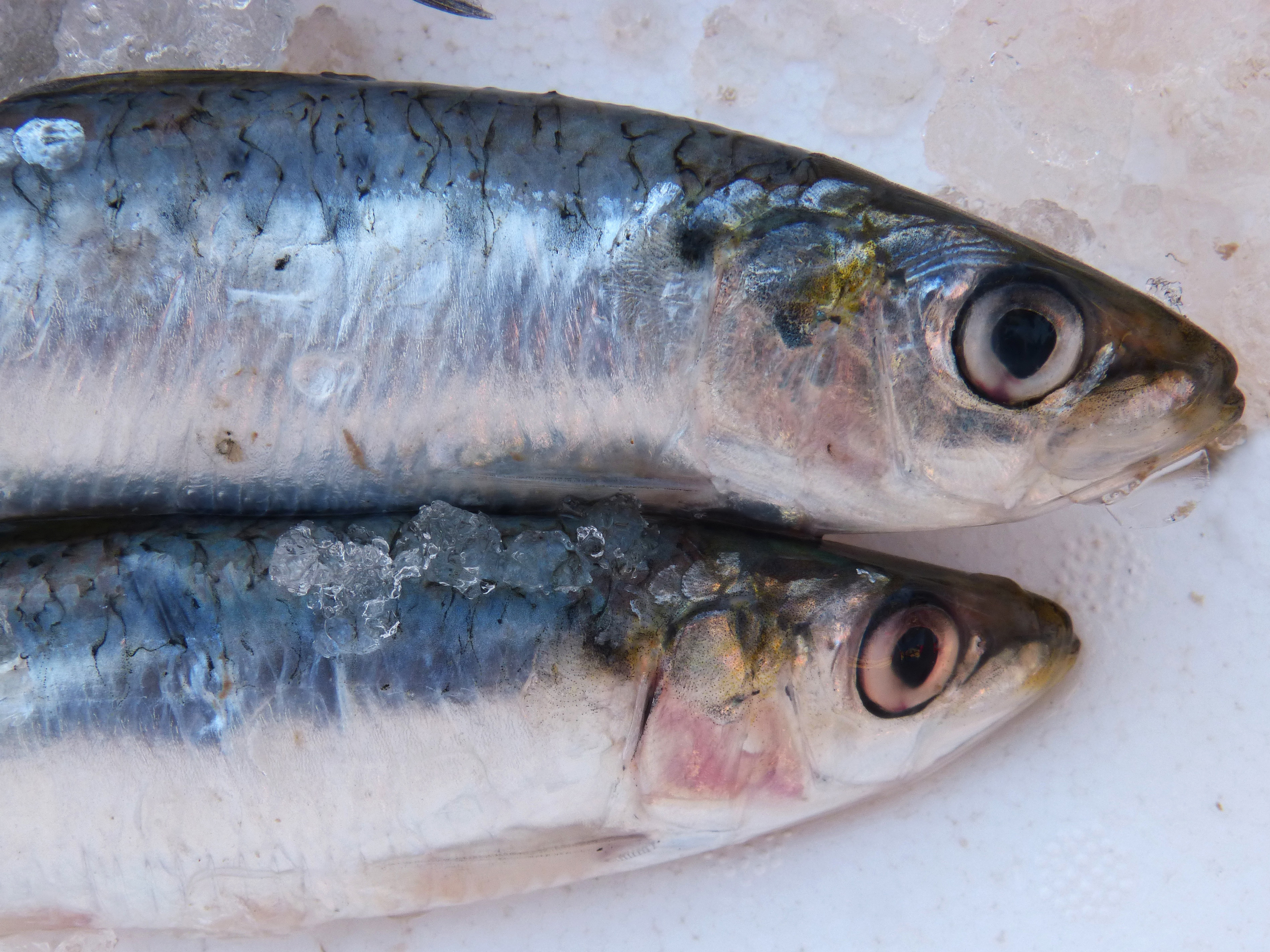 Sardines - Fresh