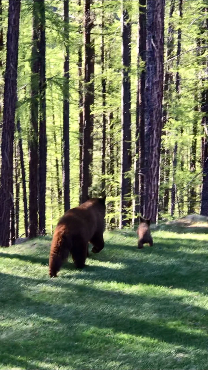 Mom and baby brown bear 2018 Kimberley BC .jpg