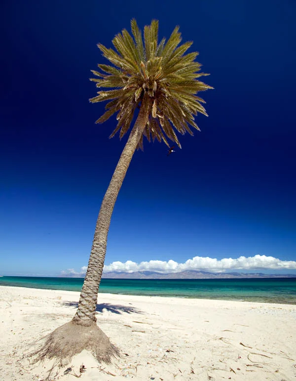palmtree.jpg