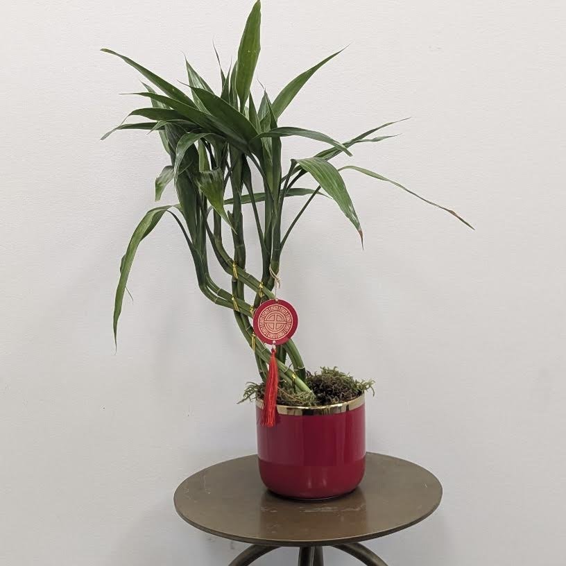 New Year Lucky Bamboo