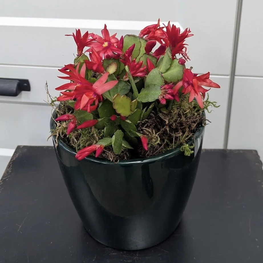 Red Easter Cactus