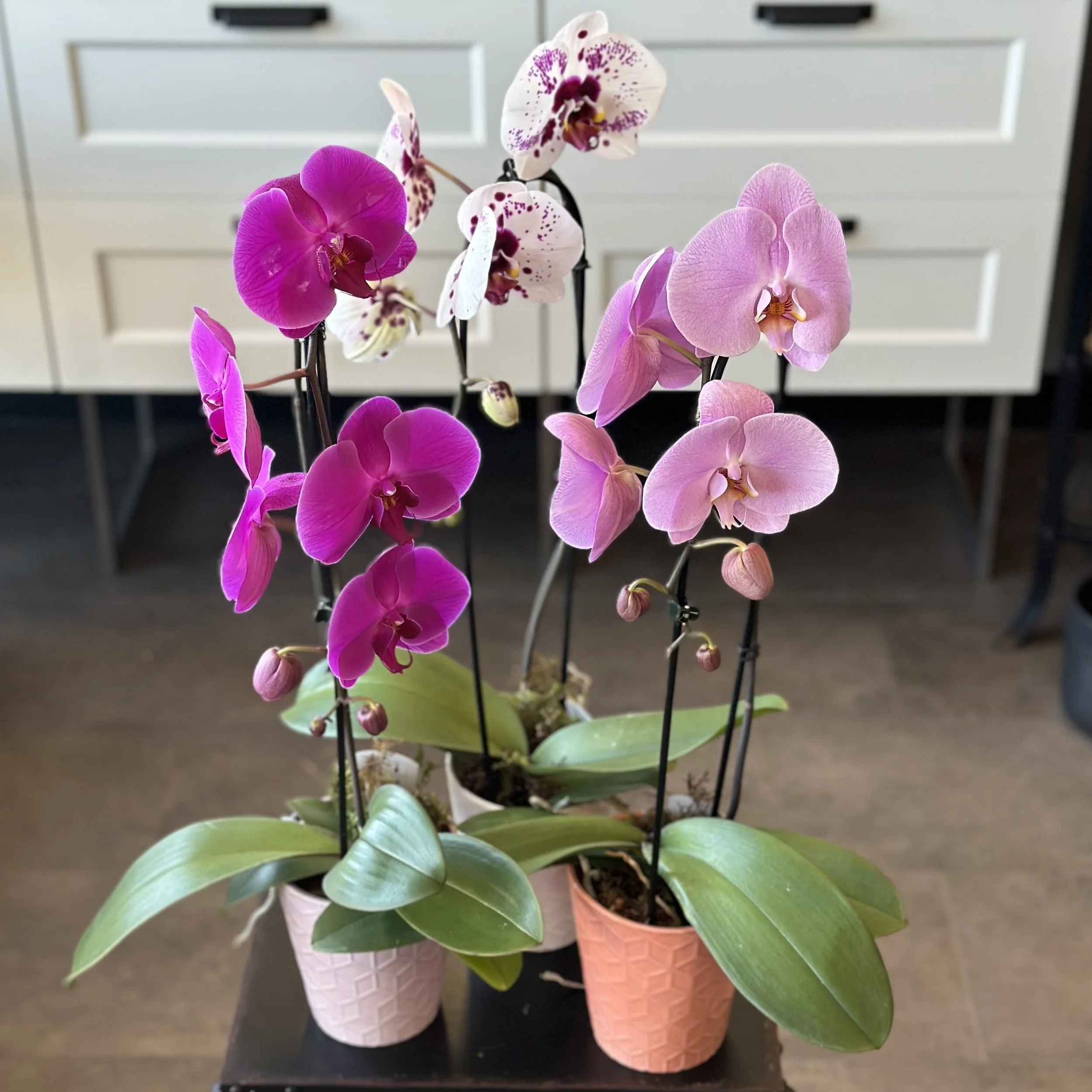 Plants — Wascana Flower Shoppe