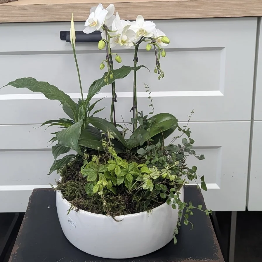 White Ceramic Orchid Planter