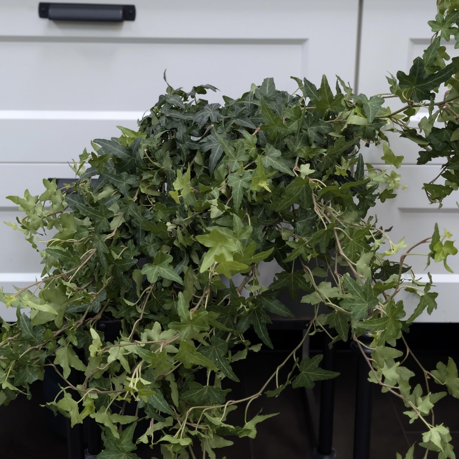 English Ivy