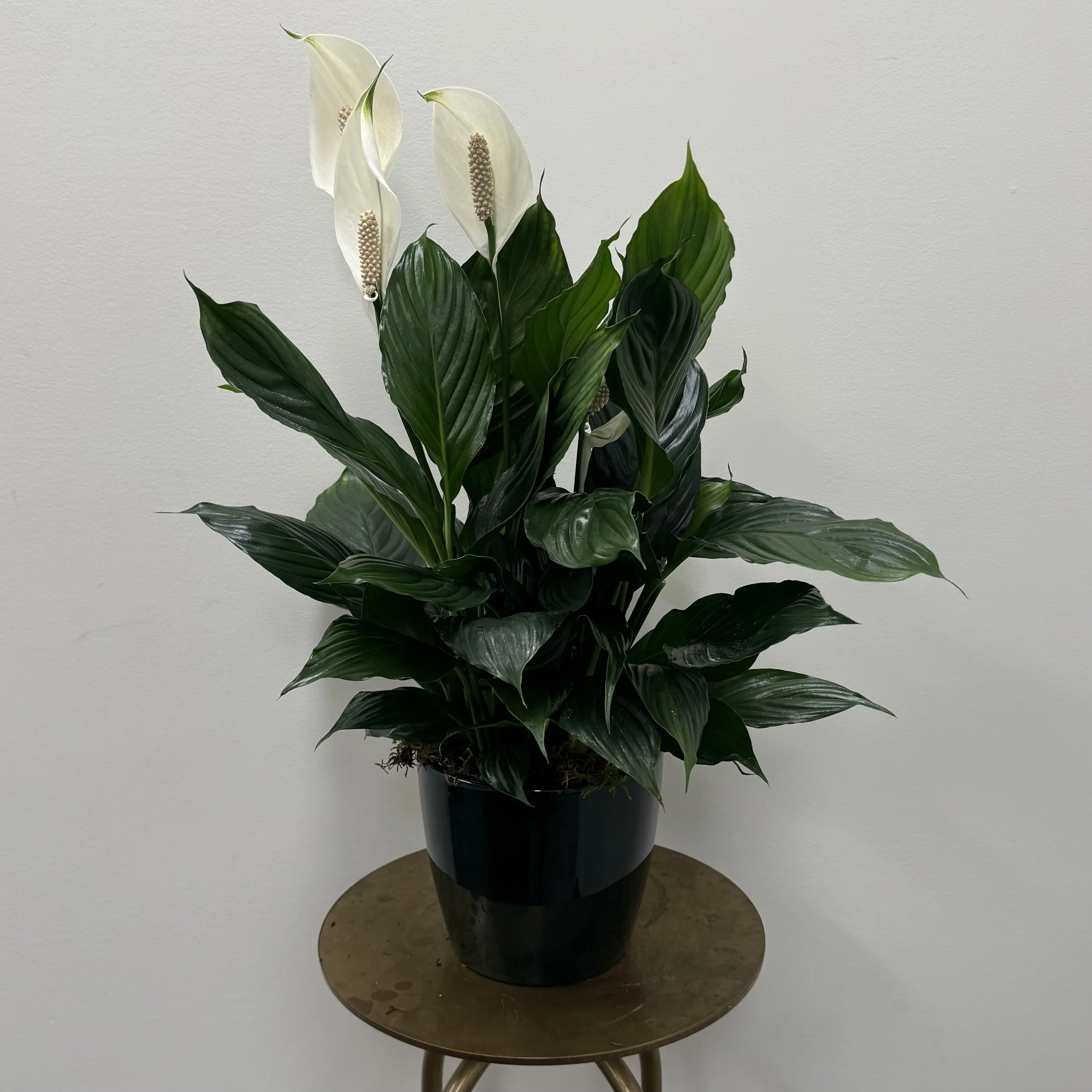 Peace Lily