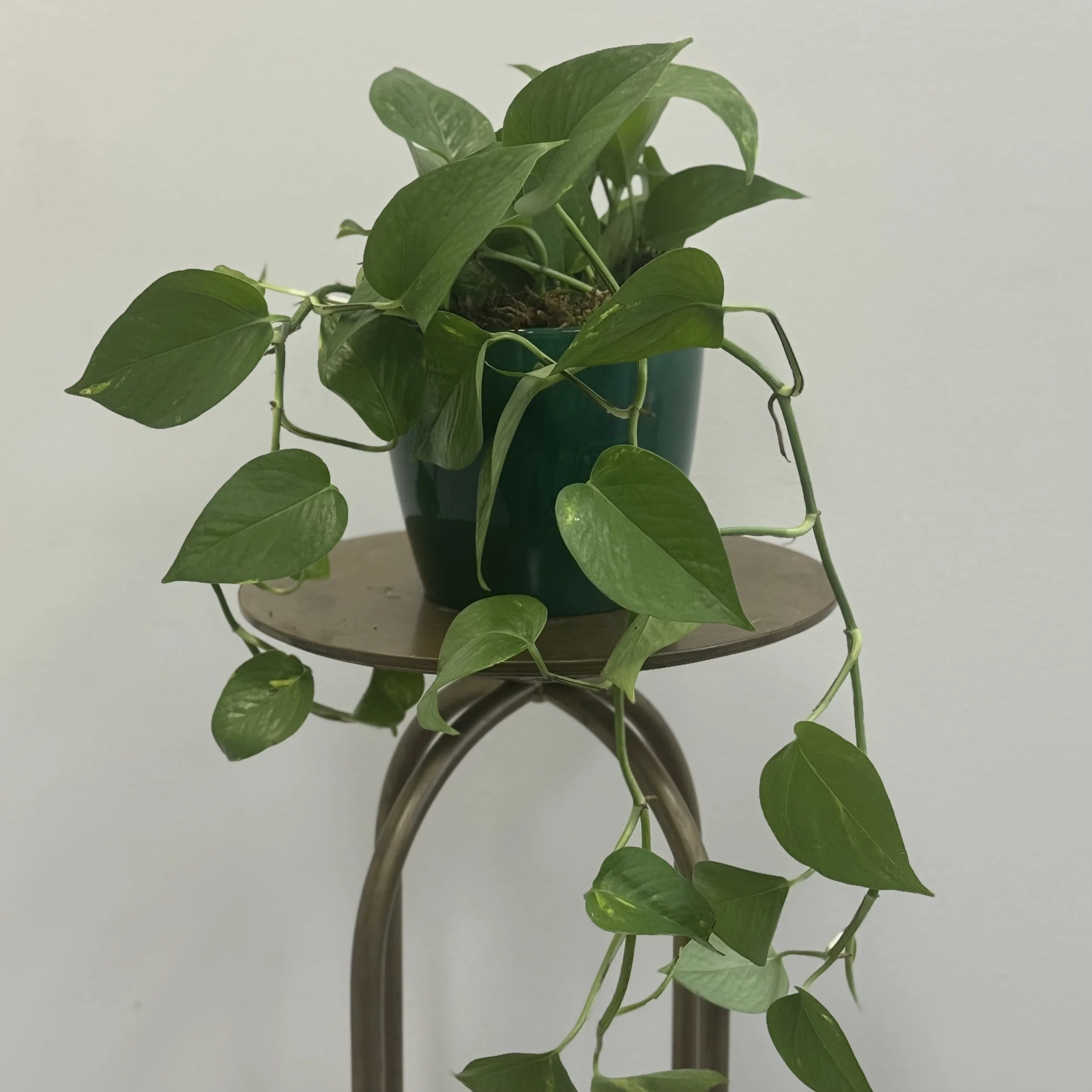 Pothos