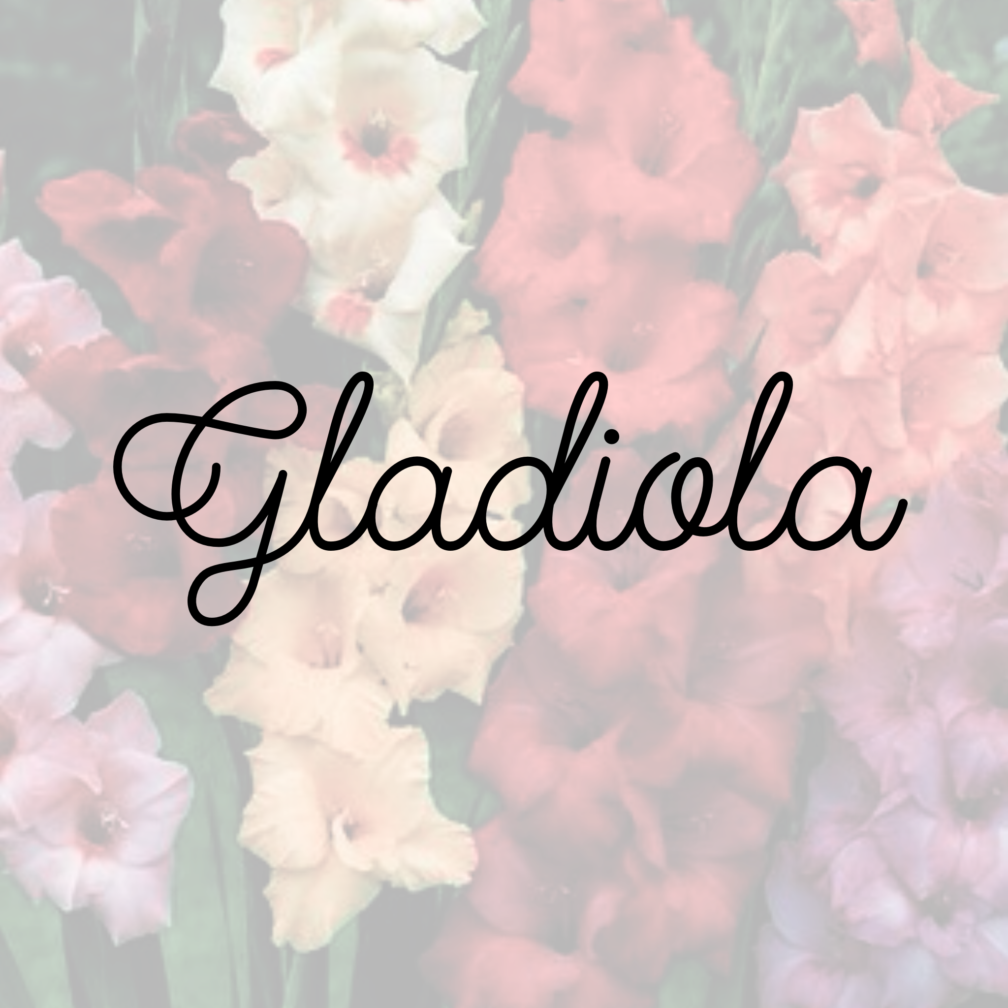 Gladiola (July 24th ONLY)