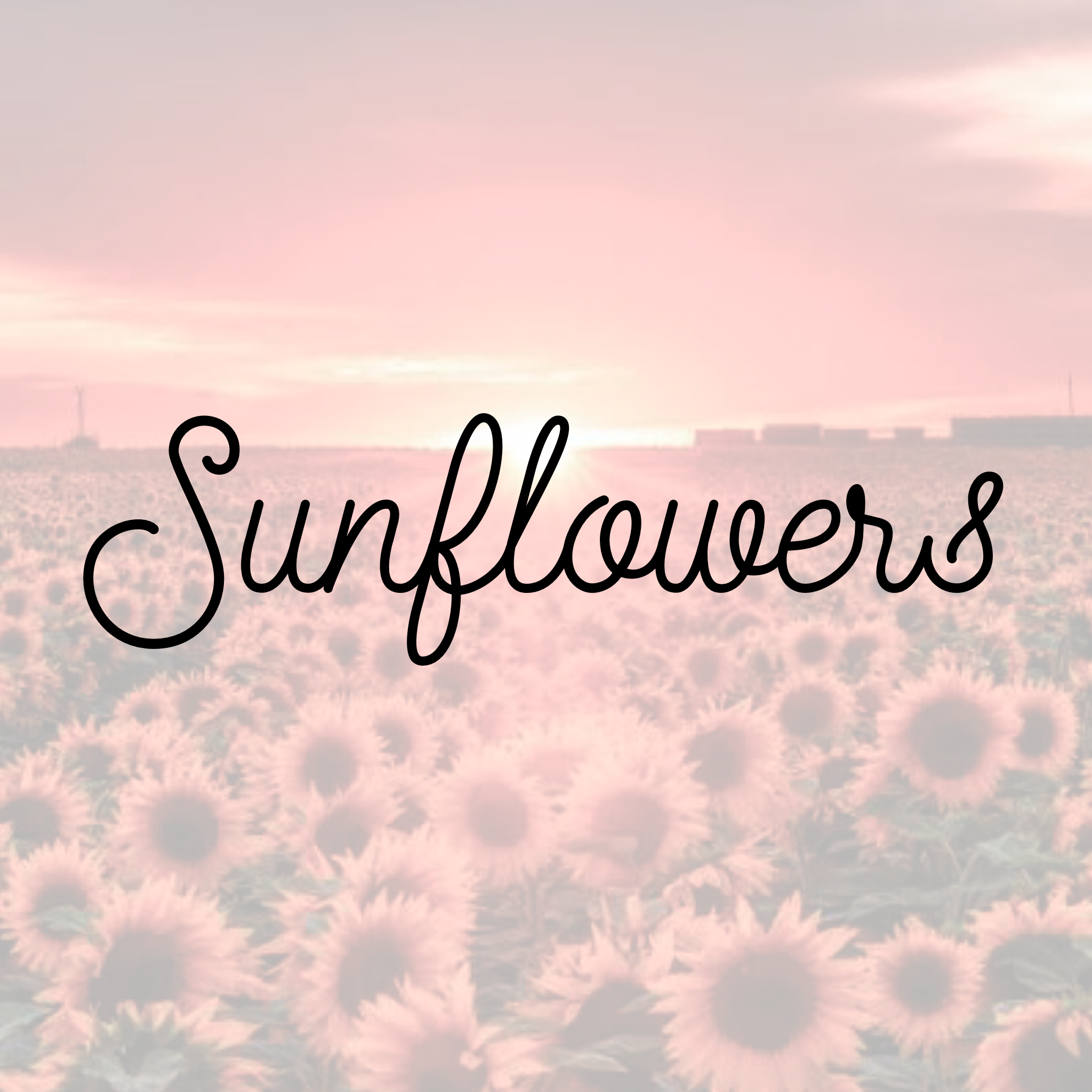 Sunflowers (Friday, Oct 16th ONLY)