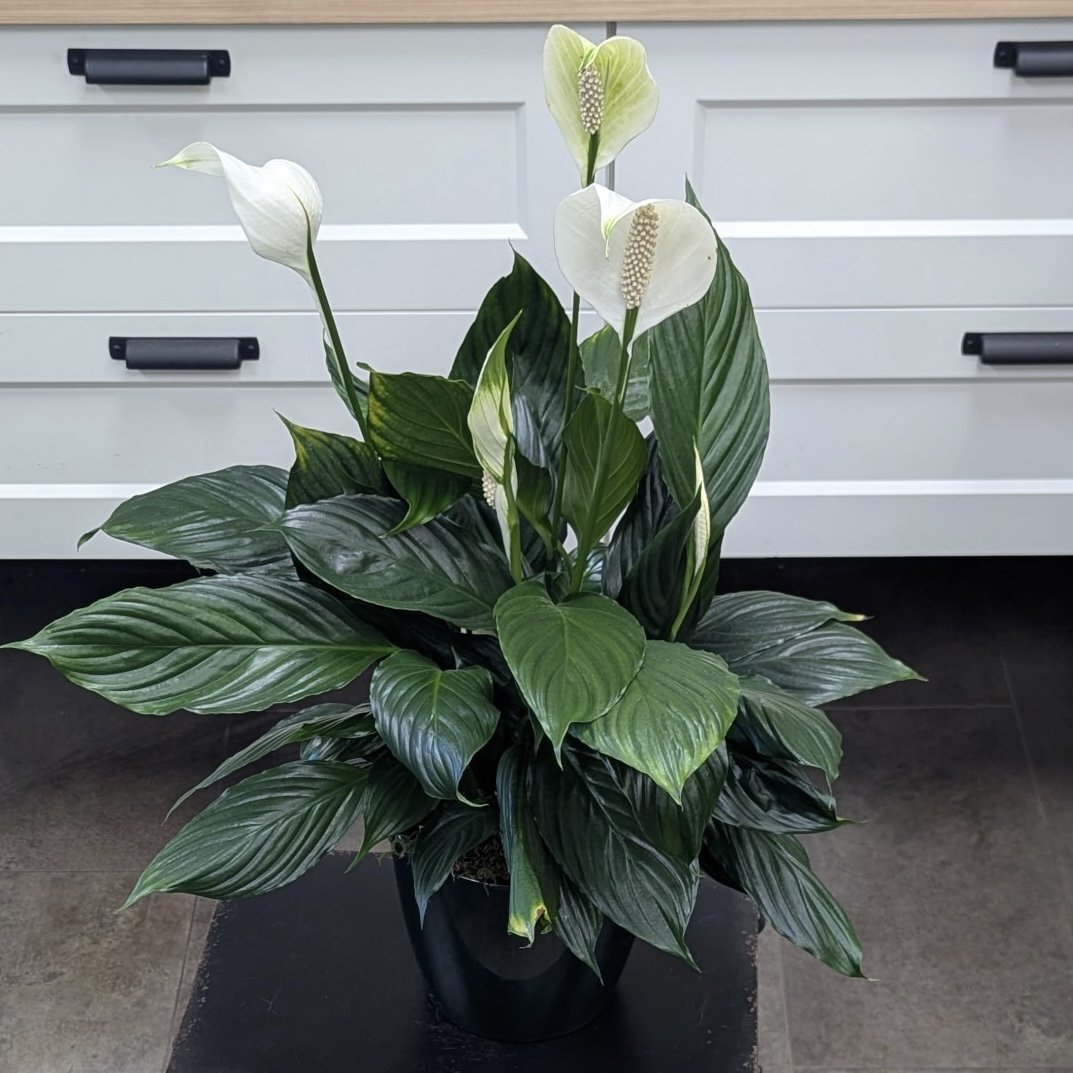 Peace Lily