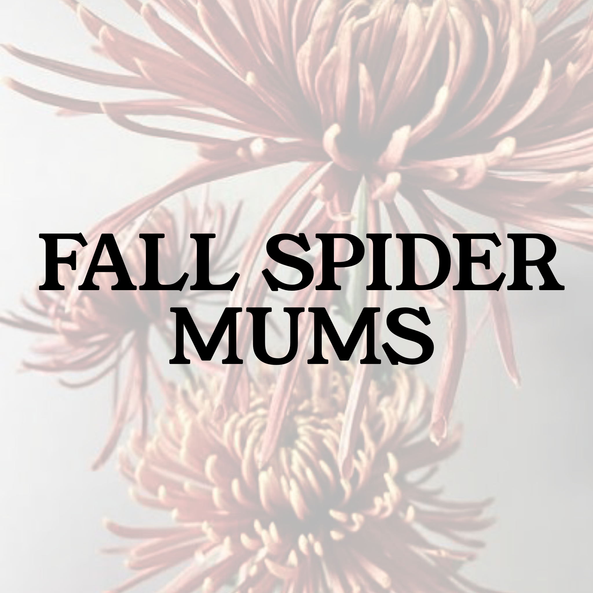 Fall Spider Mums (Friday, Nov 6th ONLY)