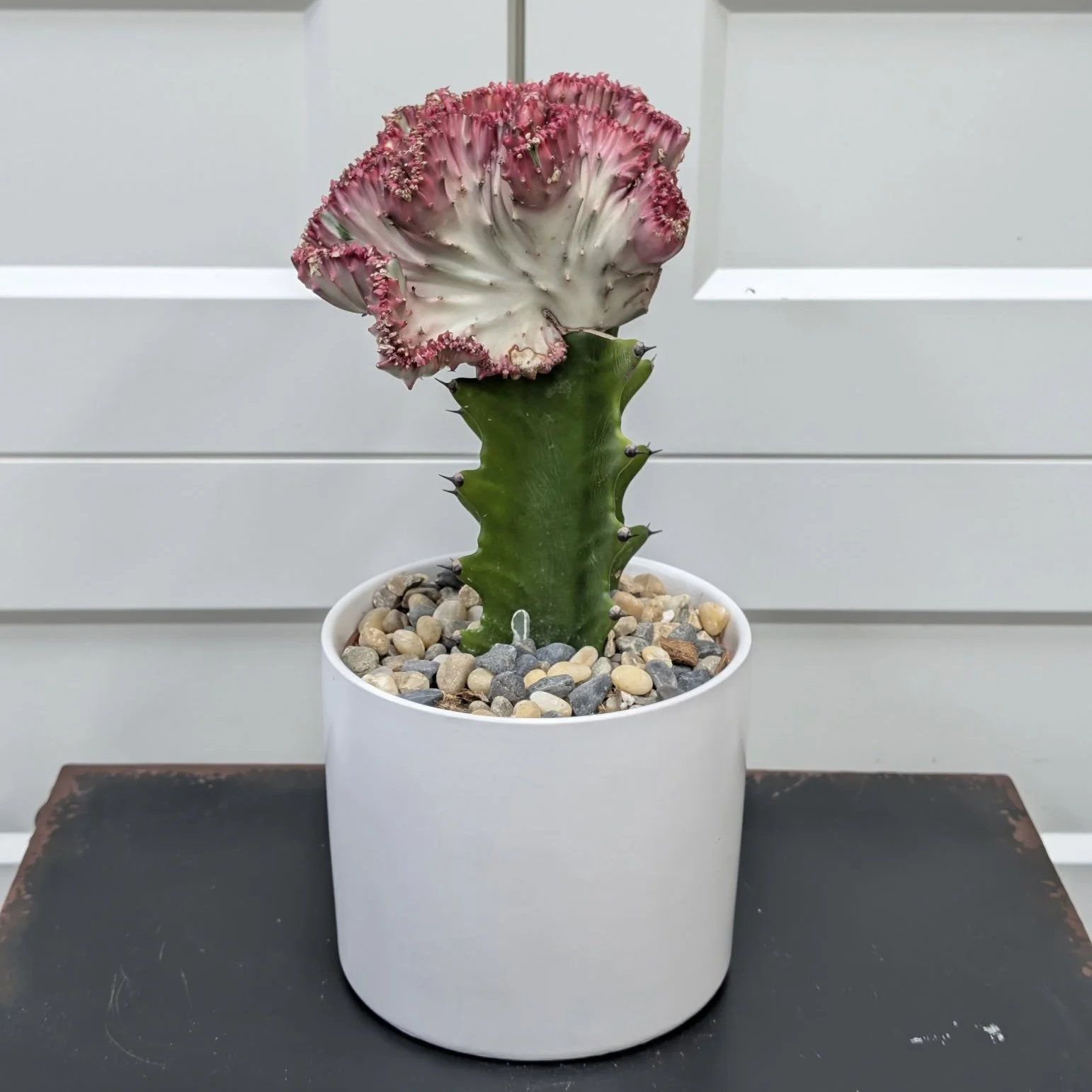 Coral Euphorbia Lactea