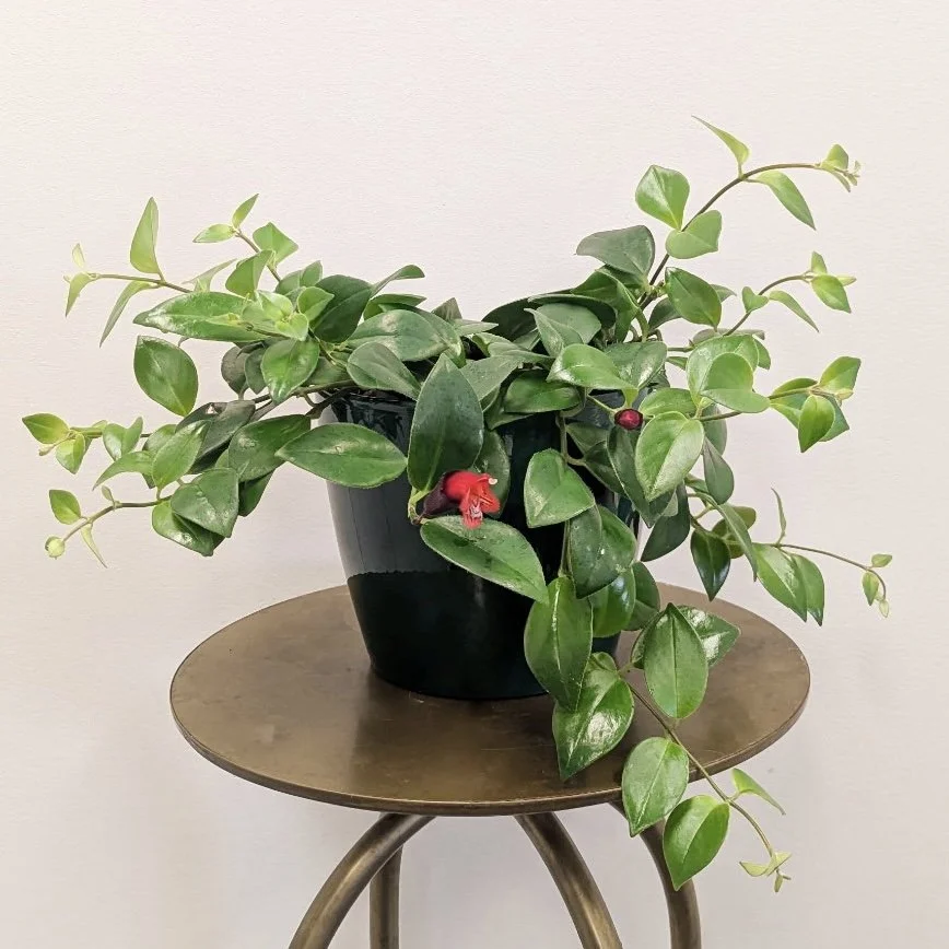 Lipstick Plant