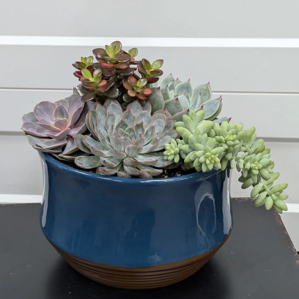 Succulent Dishgarden