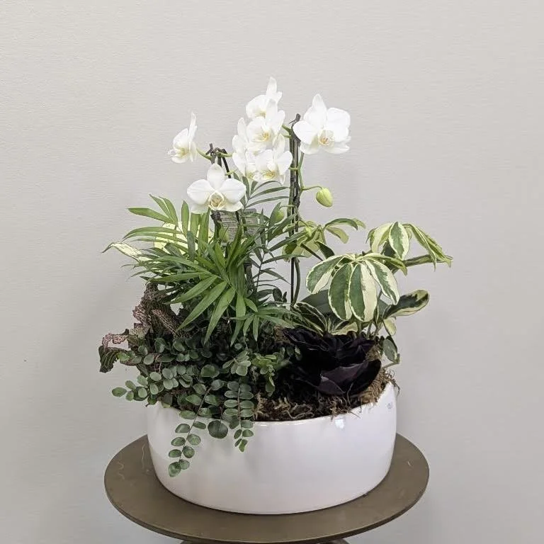 White Orchid Dishgarden