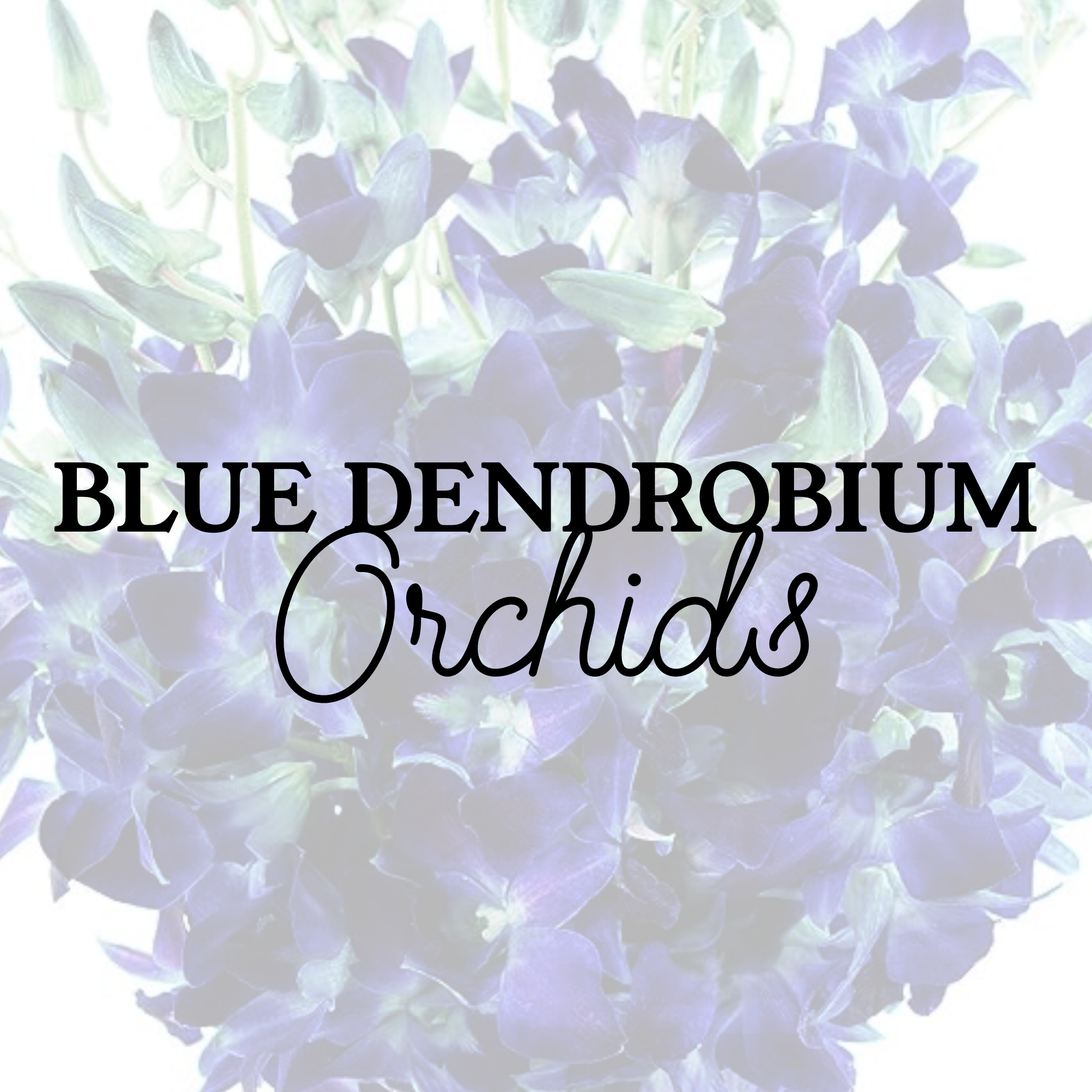 Blue Dendrobium Orchids (Aug 7th ONLY)