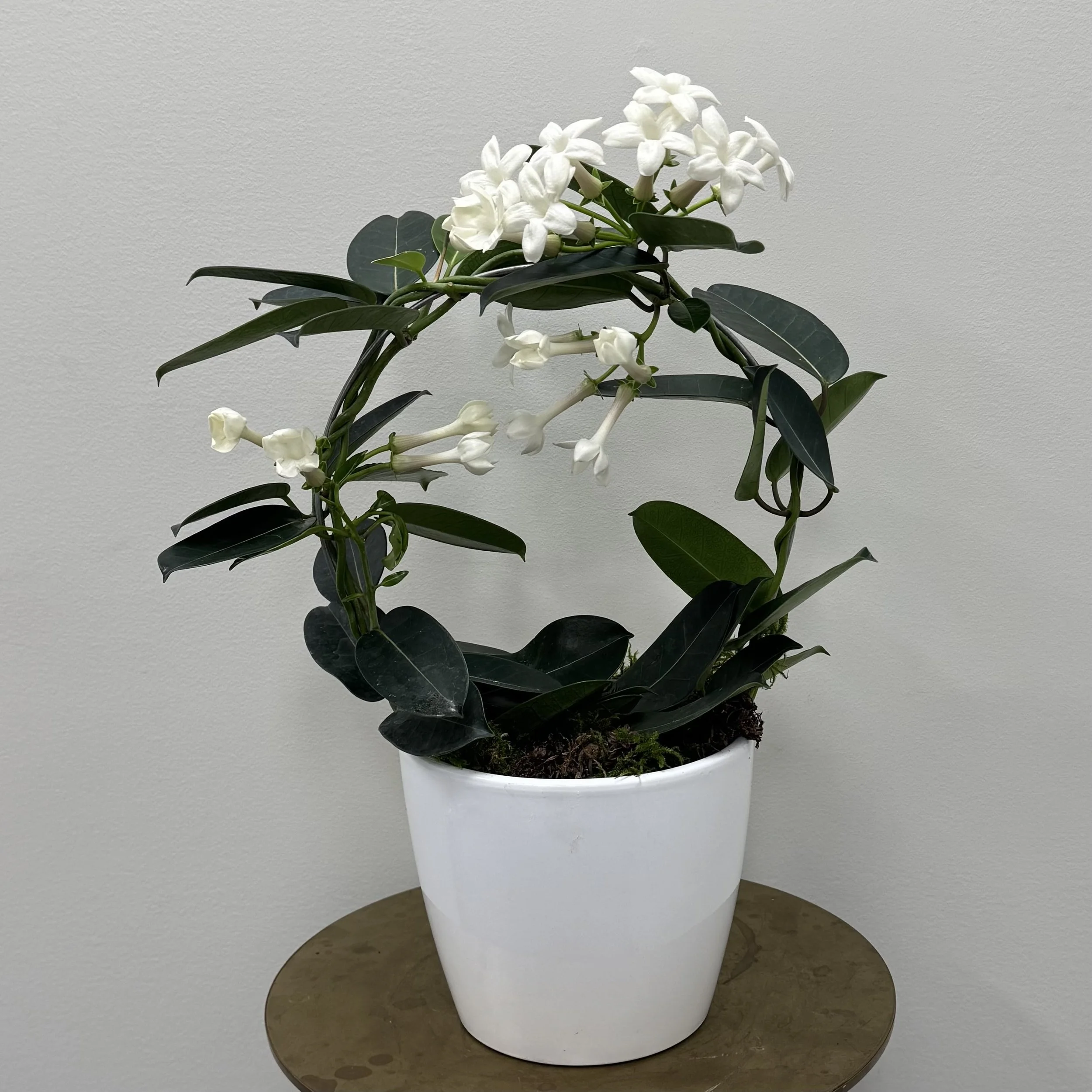 Stephanotis
