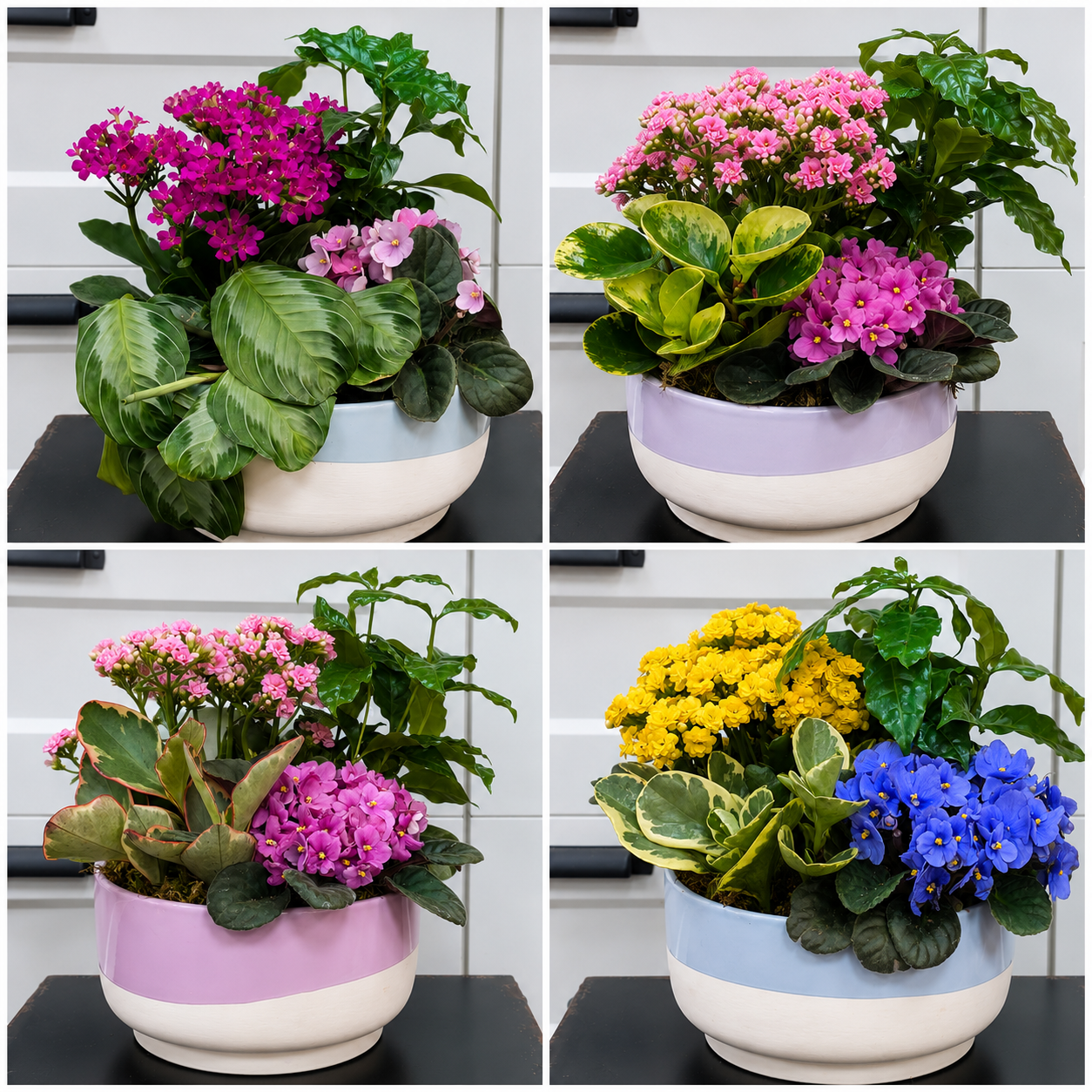 Colorful Ceramic Dishgarden