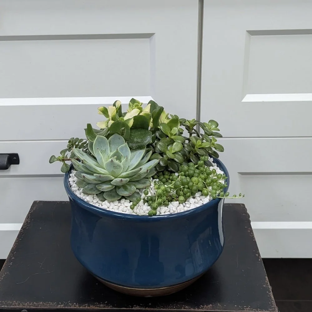 Succulent Planter