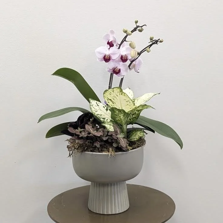 Pedestal Orchid Planter