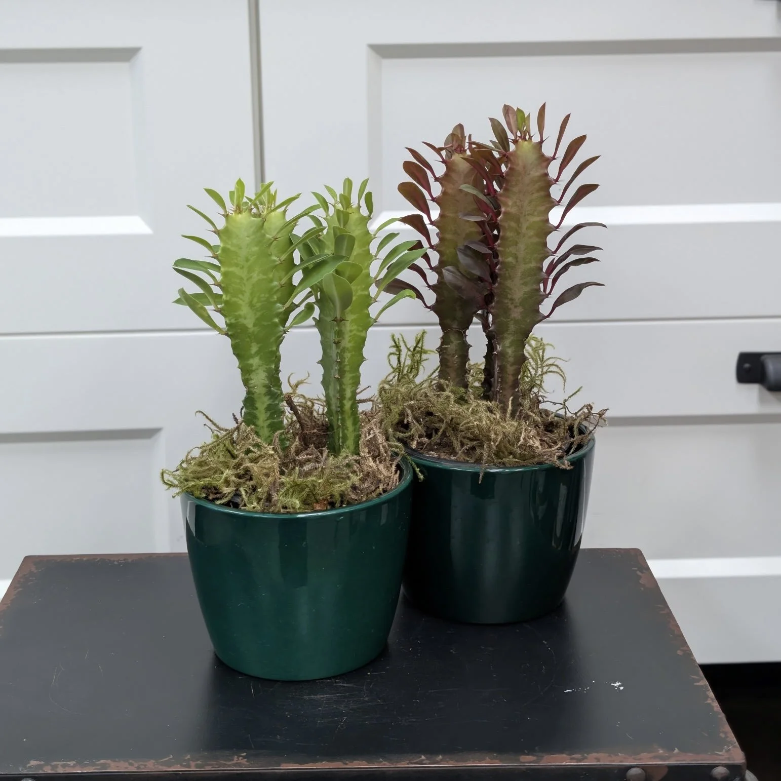 Euphorbia Trigonal