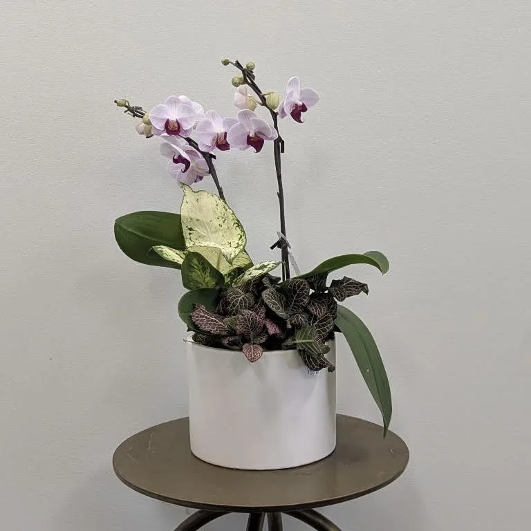 Two-Toned Orchid Dishgarden