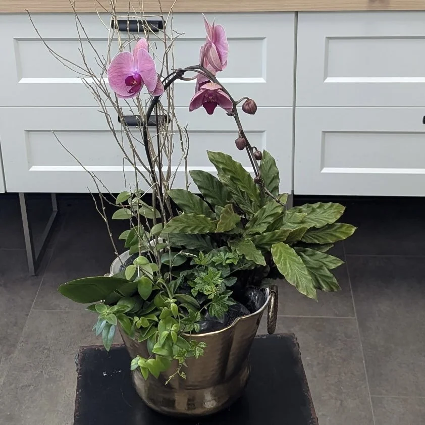 Enchanted Orchid Planter
