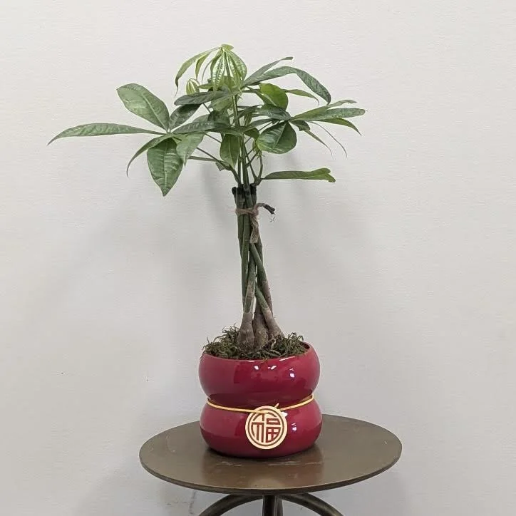 New Year Money Tree