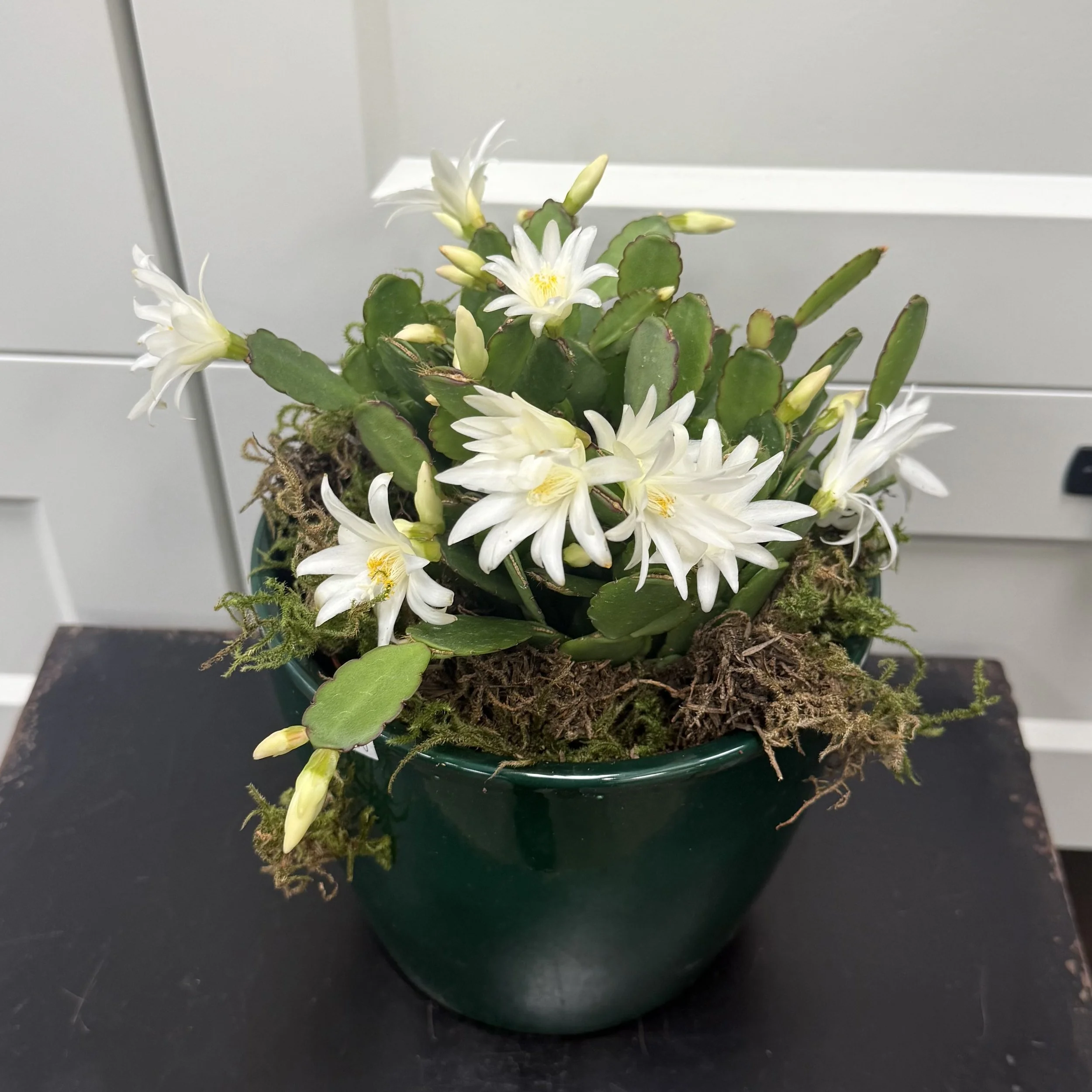 White Easter Cactus