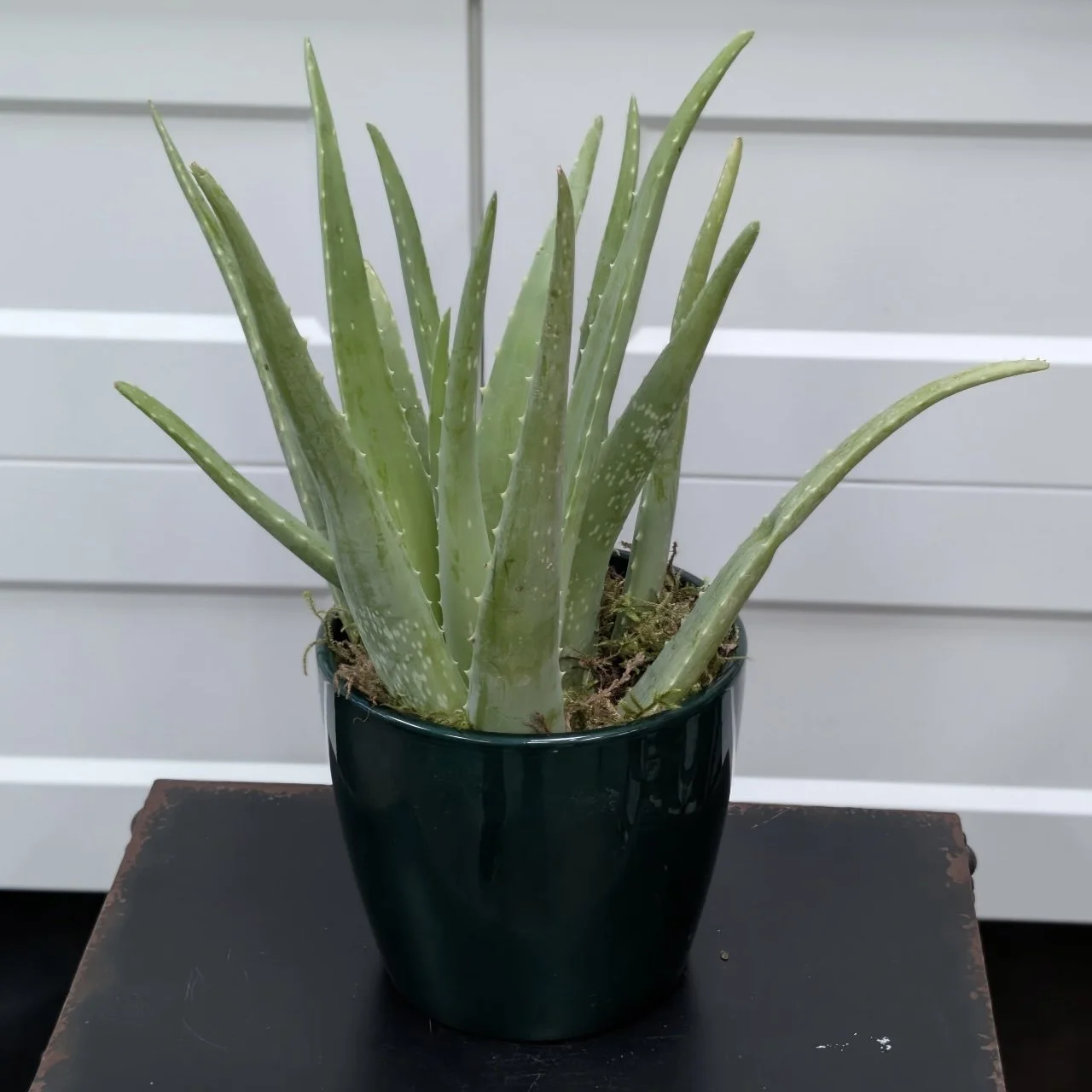 Aloe