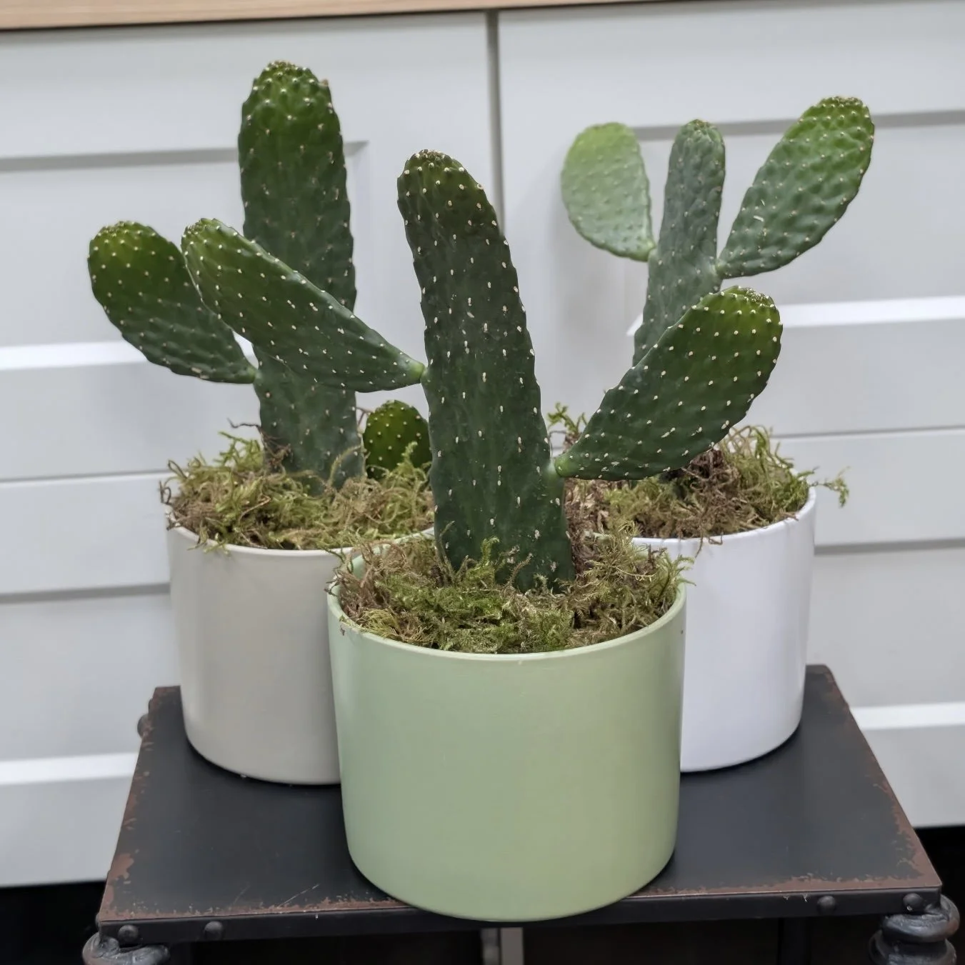 Cartoon Cactus
