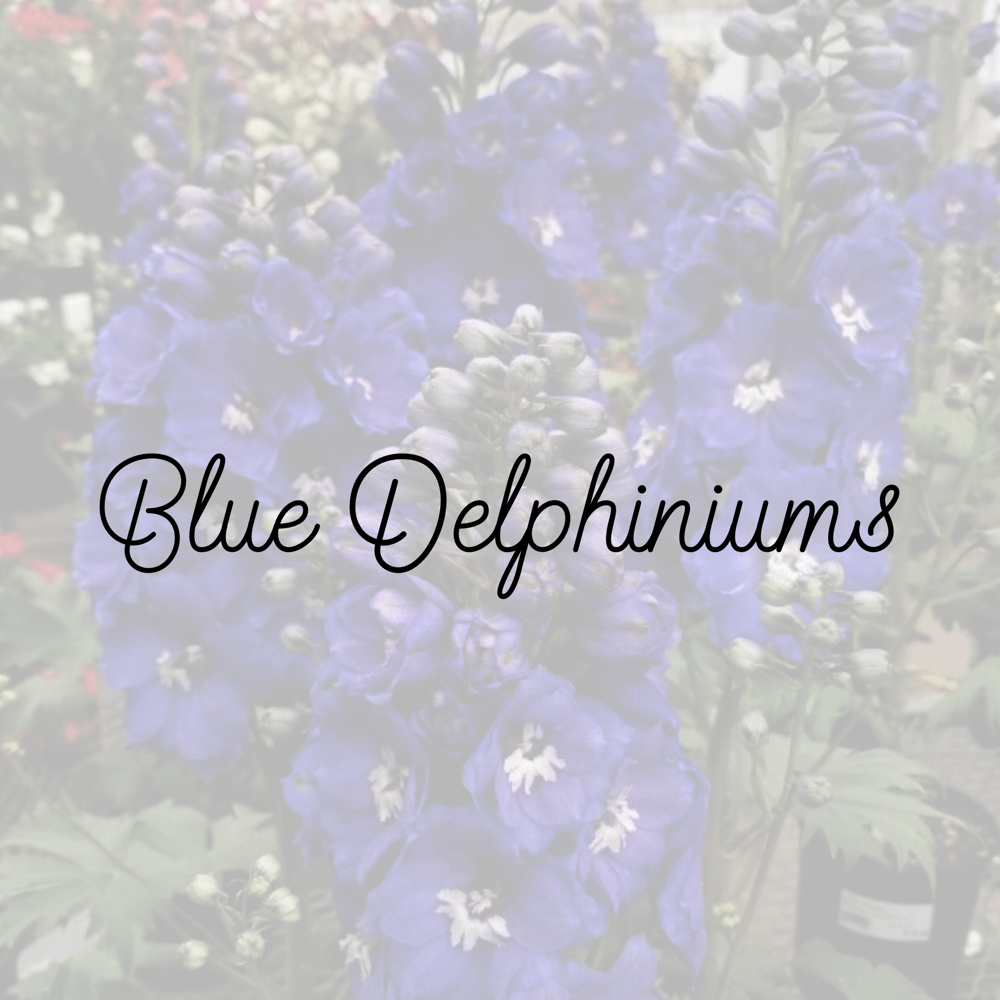 Blue Delphiniums (Aug 7th ONLY)