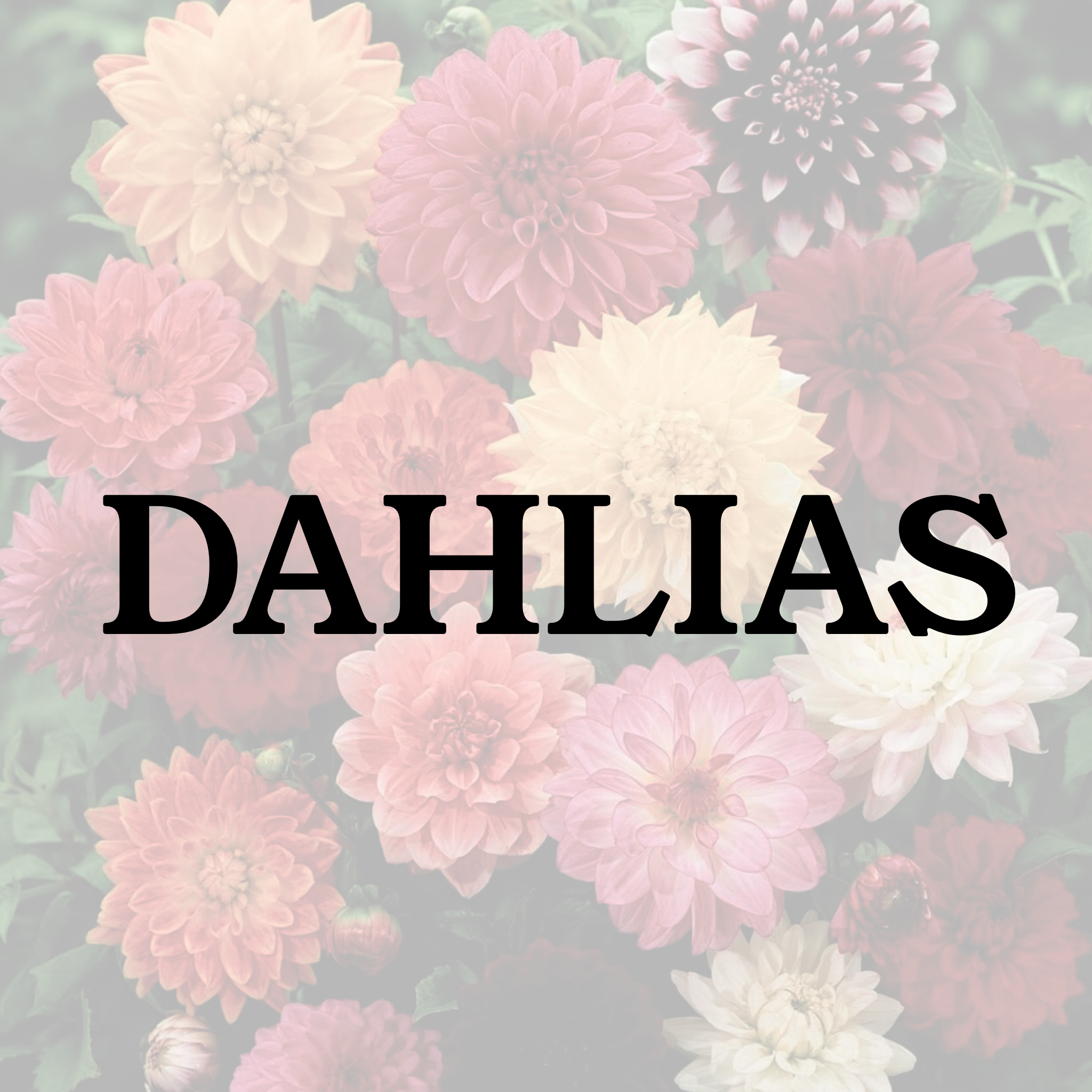 Dahlias (Sept 11th ONLY)