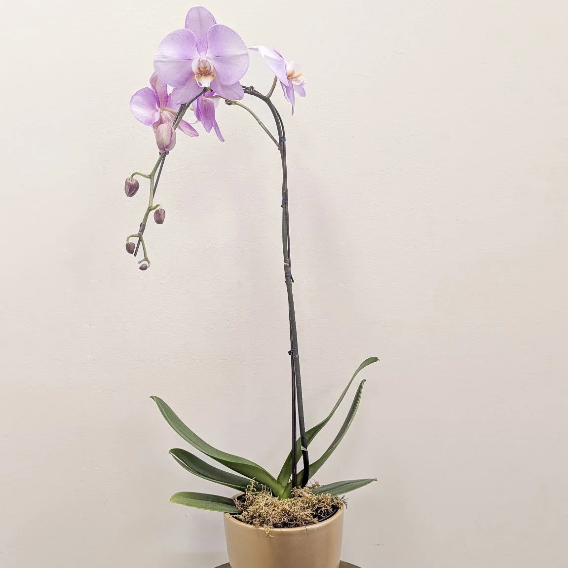 Purple Orchid Plant