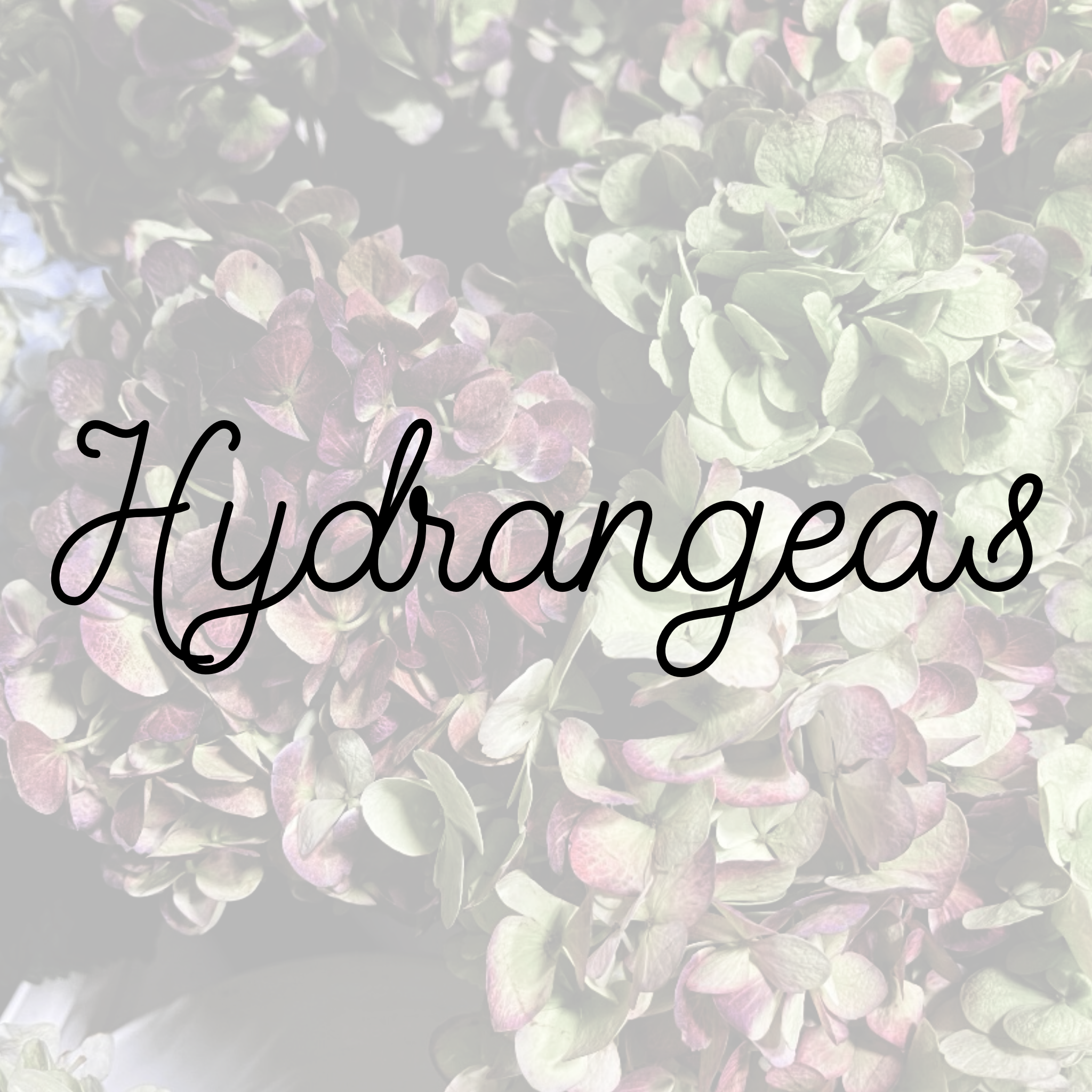 Hydrangeas (Aug 21st ONLY)
