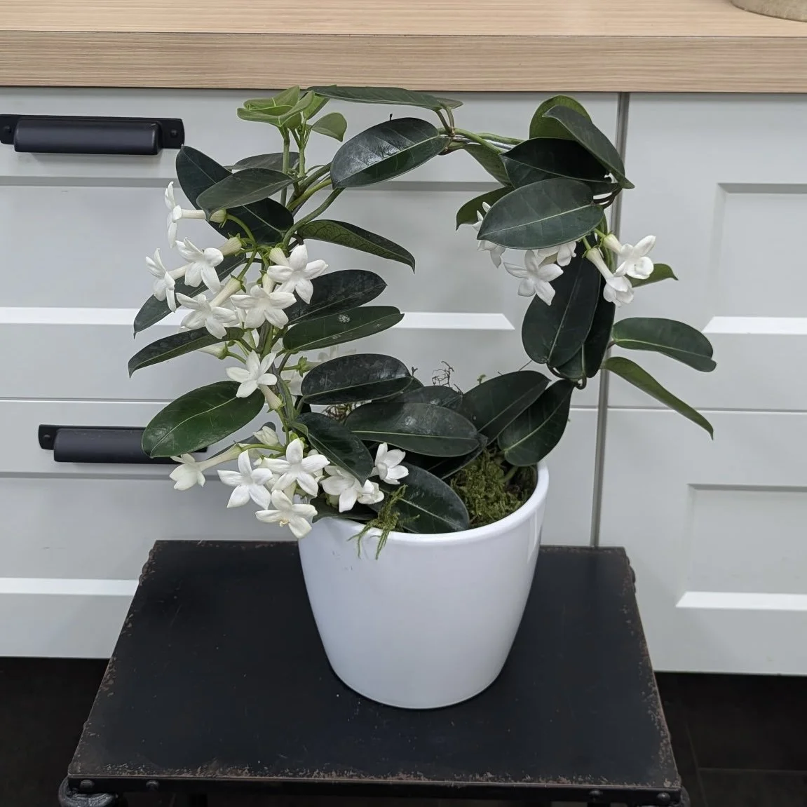 Stephanotis